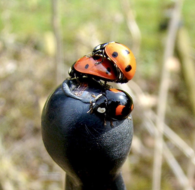 7-spot ladybirds mating
